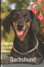 Dachshund - Preview