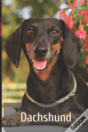 Capa do artigo Dachshund