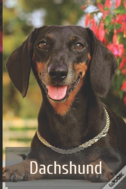 Capa do artigo Dachshund