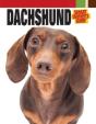 Dachshund - Preview