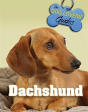 Dachshund - Preview