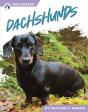 Dachshunds - Preview