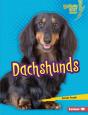 Dachshunds - Preview