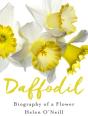 Daffodil - Preview