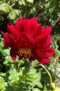 Dahlia - Preview