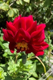Capa do artigo Dahlia