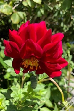 Capa do artigo Dahlia
