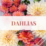 Dahlias