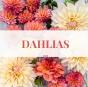 Dahlias - Preview