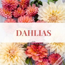 Capa do artigo Dahlias
