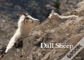 Dall Sheep
