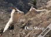 Capa do artigo Dall Sheep