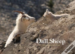 Capa do artigo Dall Sheep