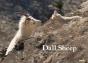 Dall Sheep - Preview