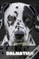 Dalmatian