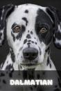 Dalmatian - Preview