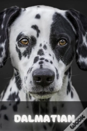 Capa do artigo Dalmatian