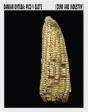 Damian Ortega Corn And Industry /Anglais/Espagnol - Preview