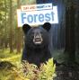 Day And Night In The Forest - Preview