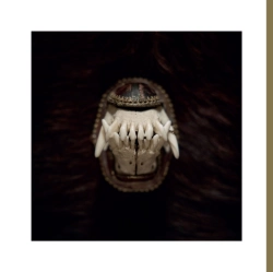 Capa do artigo De Toorn - Vinil