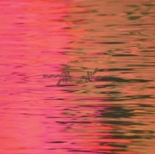 Capa do artigo Dead Reflection - CD