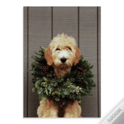 Capa do artigo Deck The Paws Notecards