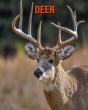 Deer - Preview