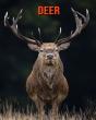 Deer - Preview