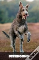 Deerhound