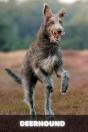 Deerhound - Preview