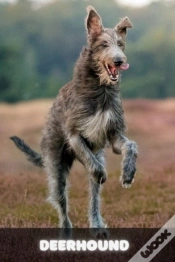Capa do artigo Deerhound