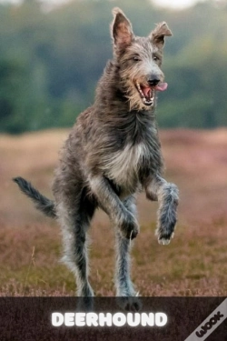Capa do artigo Deerhound