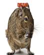 Degu - Preview