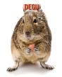 Degu - Preview