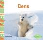 Dens - Preview