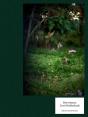 Des Oiseaux - Preview
