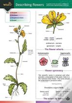 Describing Flowers