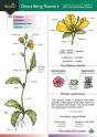 Describing Flowers - Preview