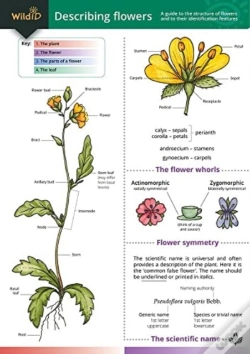 Capa do artigo Describing Flowers