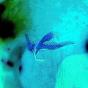 Details - Vinil - Preview