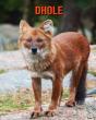 Dhole - Preview