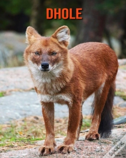 Capa do artigo Dhole