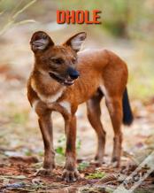 Dhole