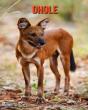Dhole - Preview