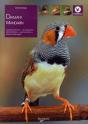 Diamand Mandarin - Preview