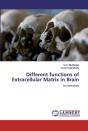 Different Functions Of Extracellular Matrix In Brain - Preview