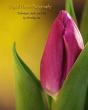 Digital Flower Photography - Preview