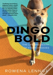 Dingo Bold