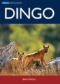 Dingo - Preview