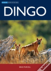 Dingo